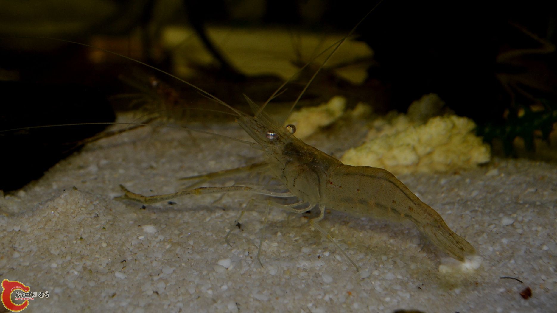 DSC_0260.JPG
