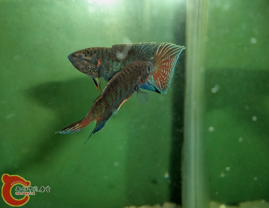 DSC04120.JPG