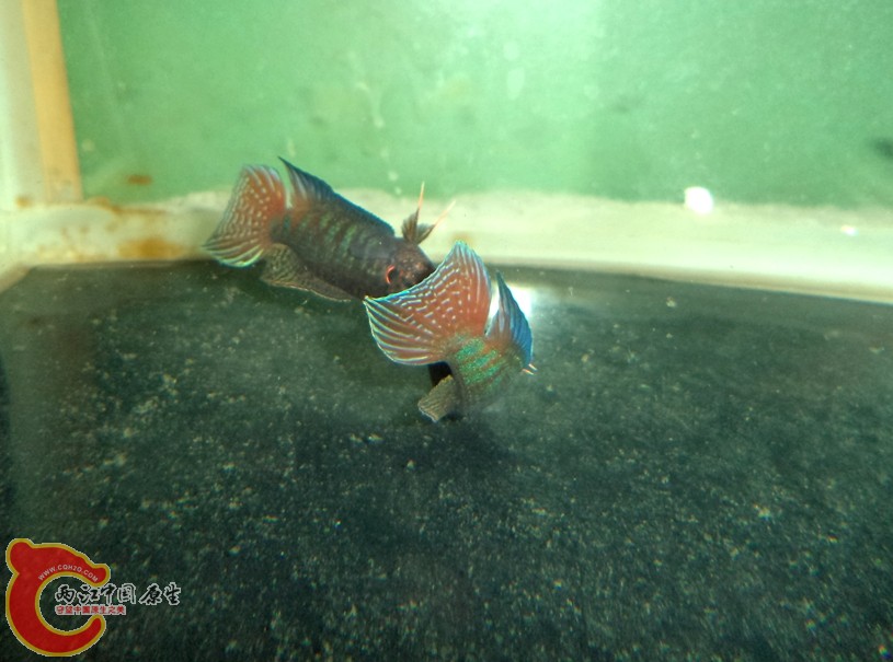 DSC04128.JPG