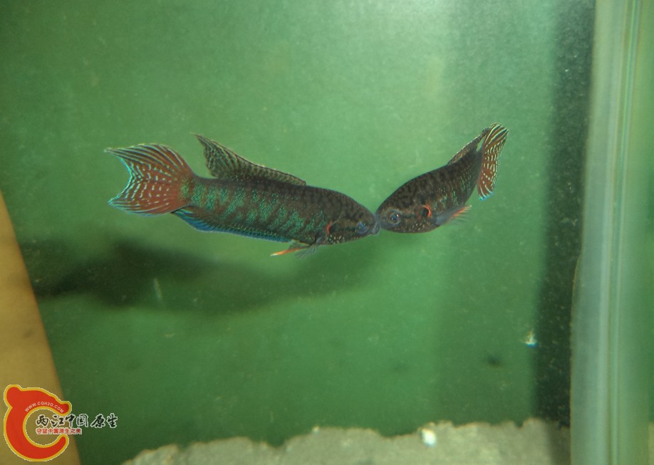 DSC04135.JPG