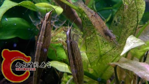 適應厚的網球們開始會聚在一起享用餵食的無結幼蟲