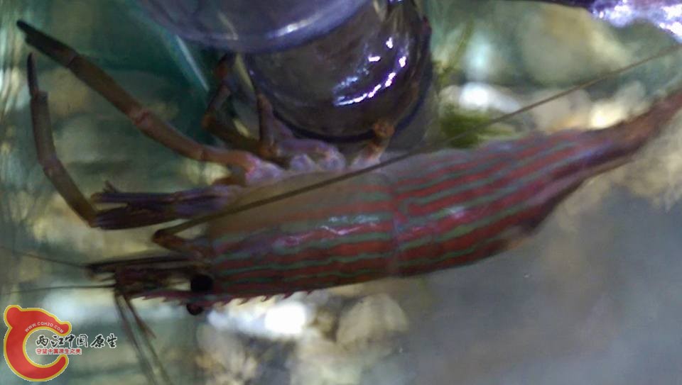 上次採集的大細紋沼蝦第一次脫殼~原本被我故意掰斷的大螯又回來了