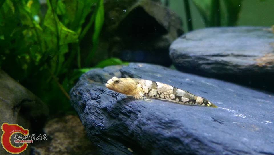 做日光浴的裸身蝦虎