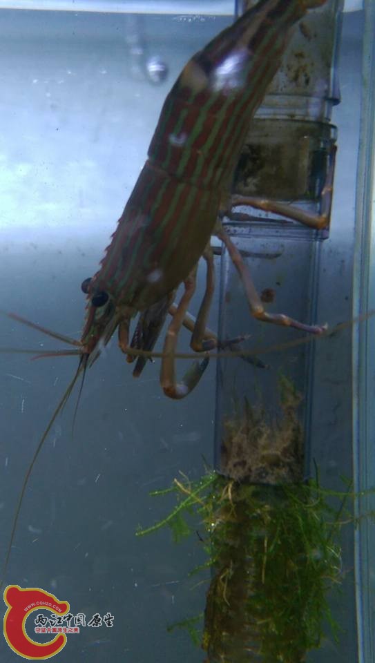 由於新換的殼還沒變硬只能先躲在高處避免被其他魚蝦攻擊~可惜有隻大螯還是被櫻口鰍弄傷了