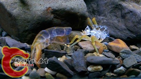剛脫下來的細紋沼蝦的舊衣~小缸的新霸主終於要出場了