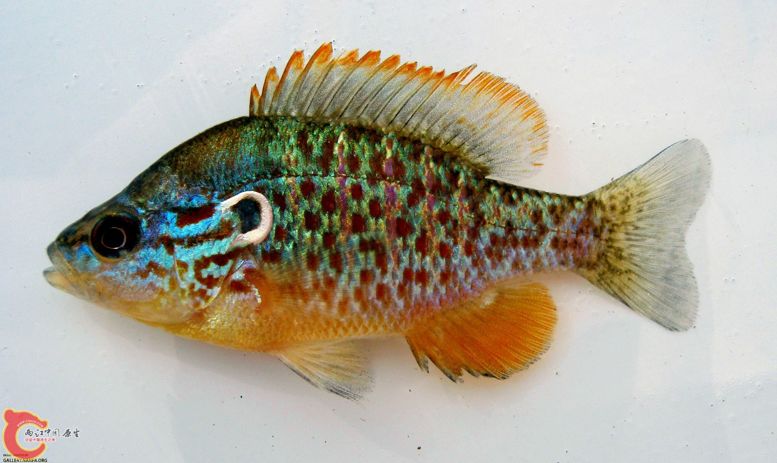Orangespotted Sunfish _m__ Maumee River_ 7-28-09_ NT_meitu_21.jpg