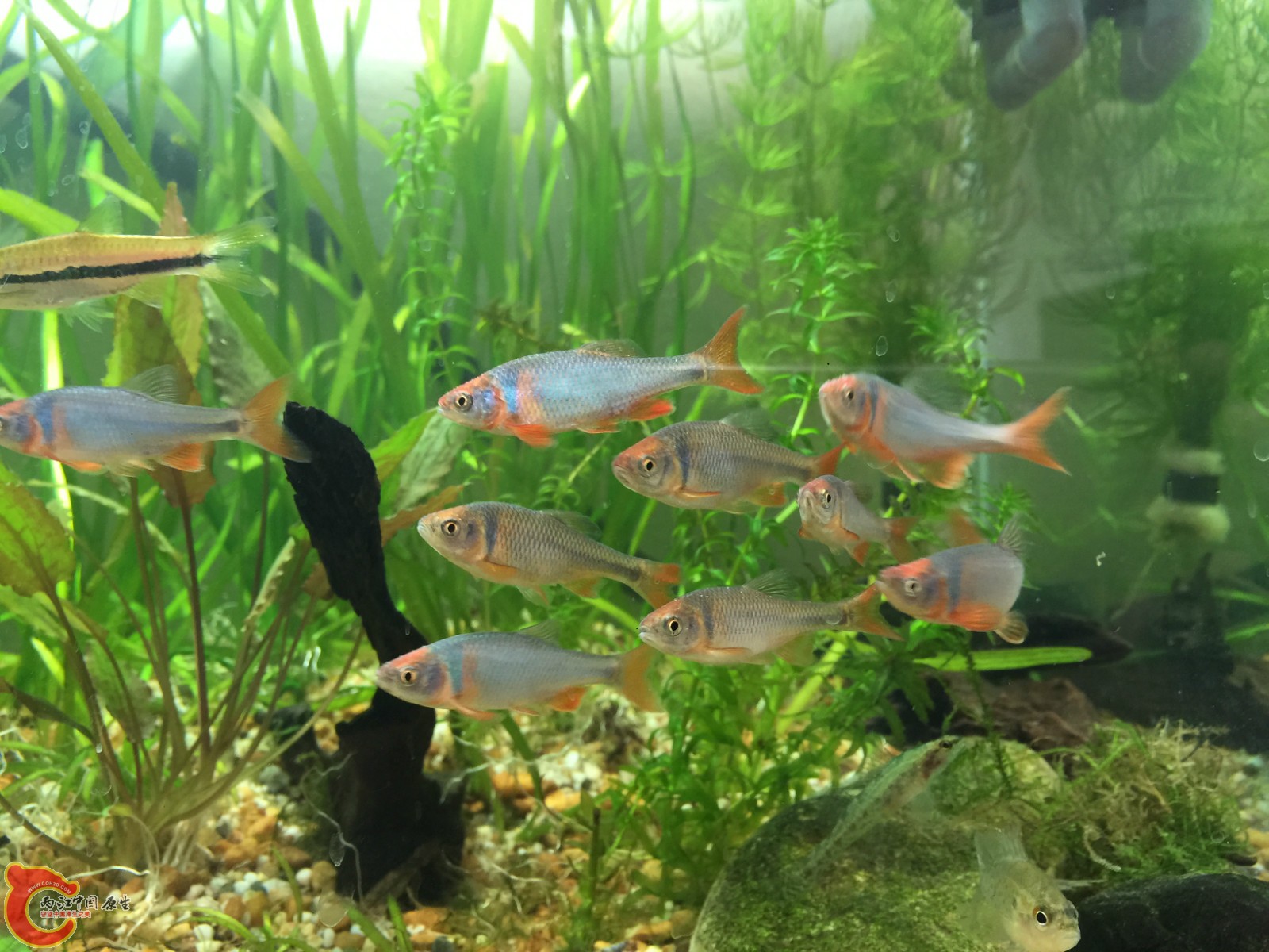 red dace 1.jpg