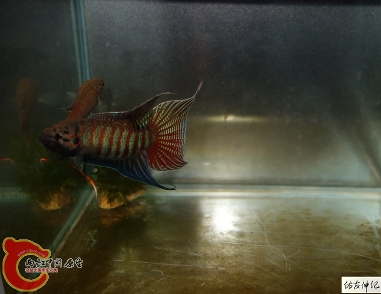 DSC09753_副本_副本.jpg