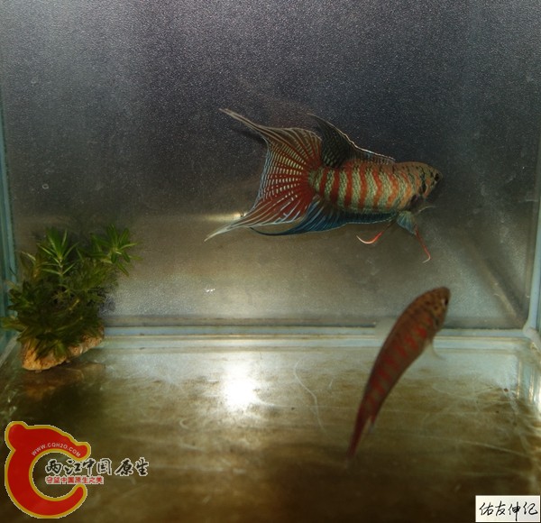 DSC09734_副本_副本_副本_副本.jpg