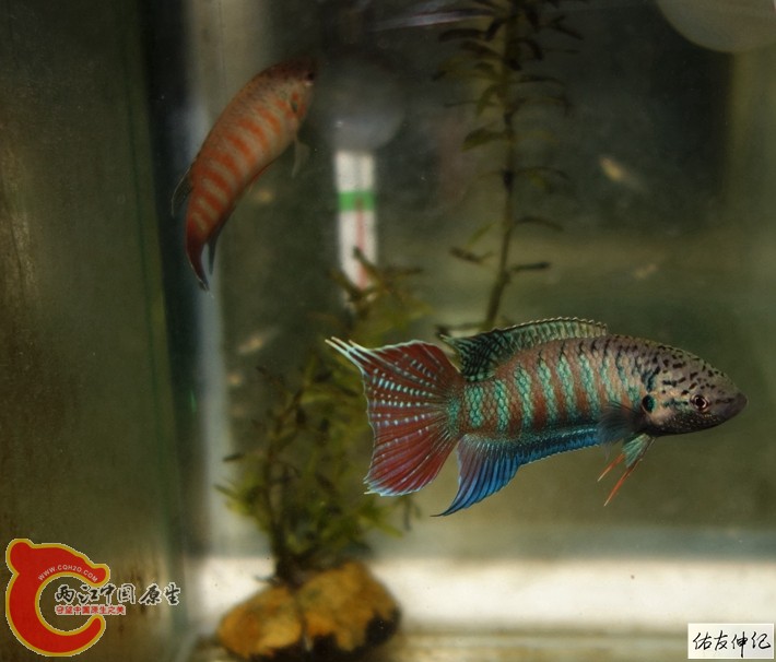 DSC09882_副本_副本.jpg
