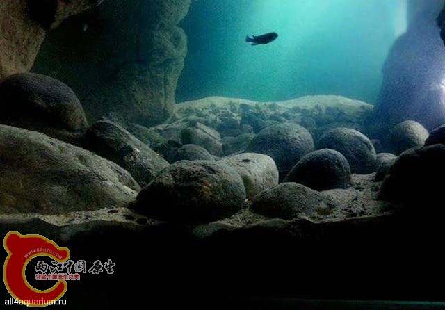 2015_biotope_aquarium_a_18_4.jpg