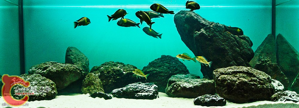 2015_biotope_aquarium_a_10_2.jpg
