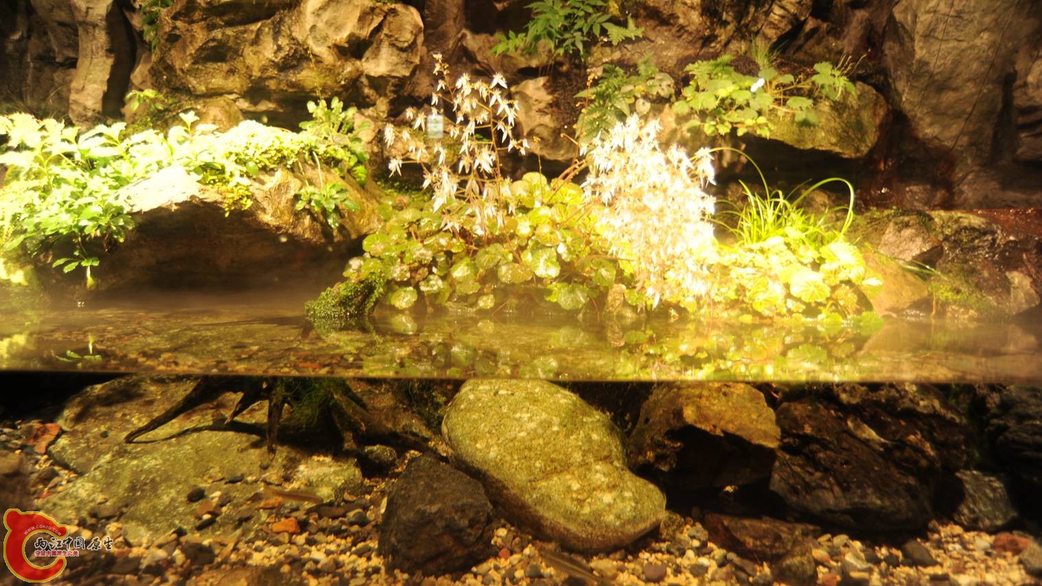 水陆虎耳草