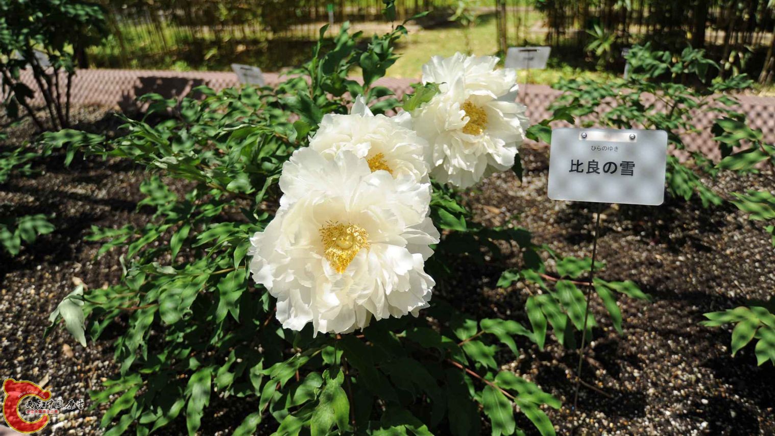 牡丹