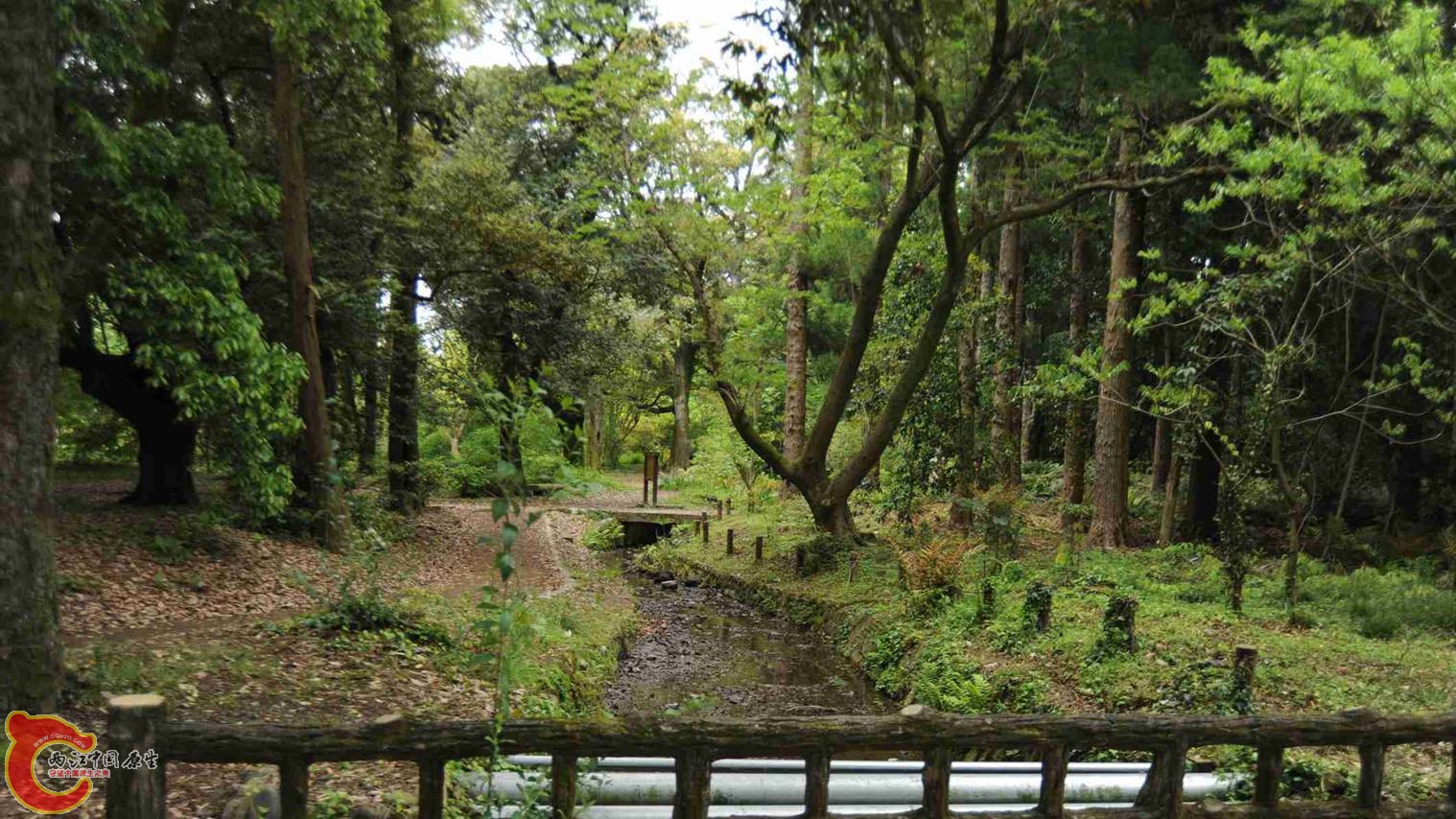 园内小桥流水