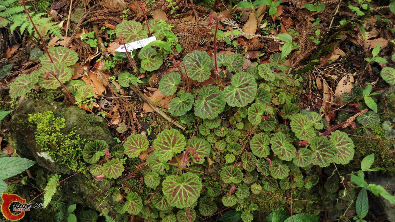 虎耳草