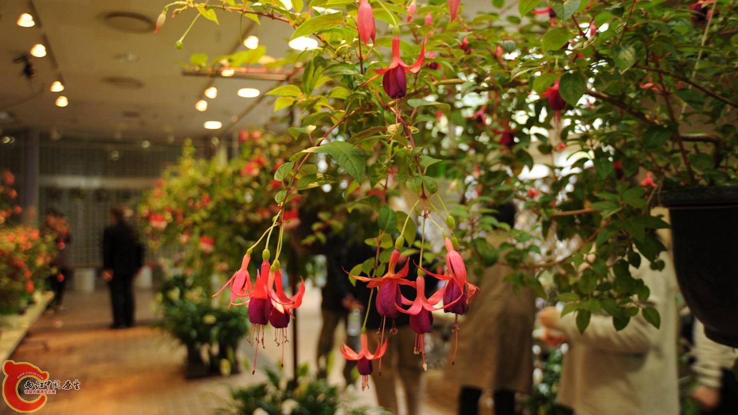 吊钟花展览