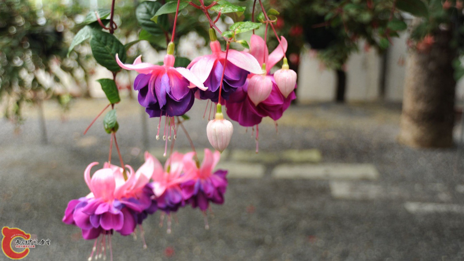 吊钟花
