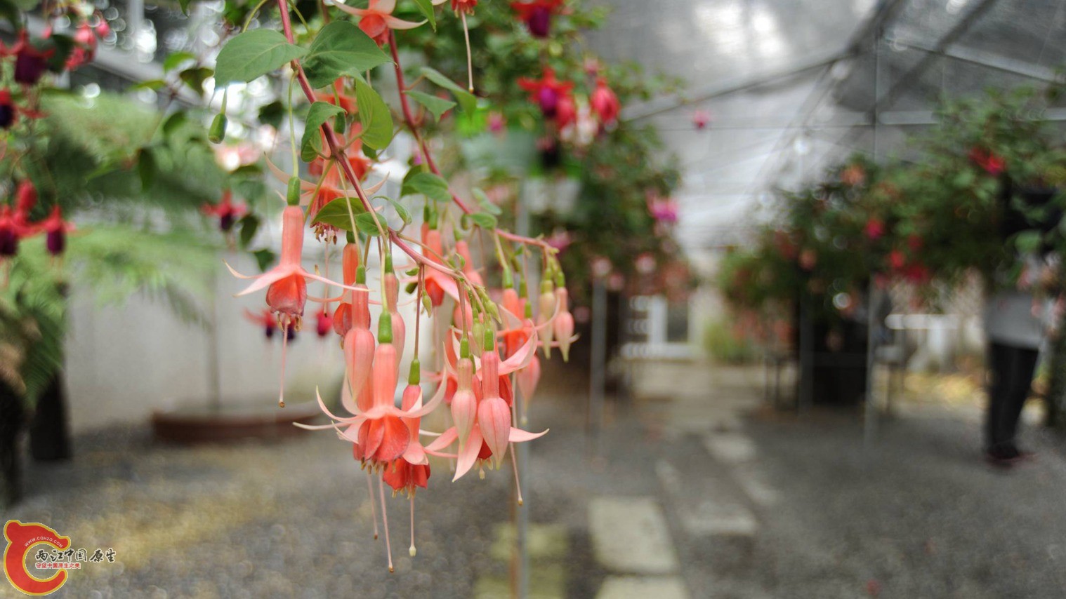 吊钟花