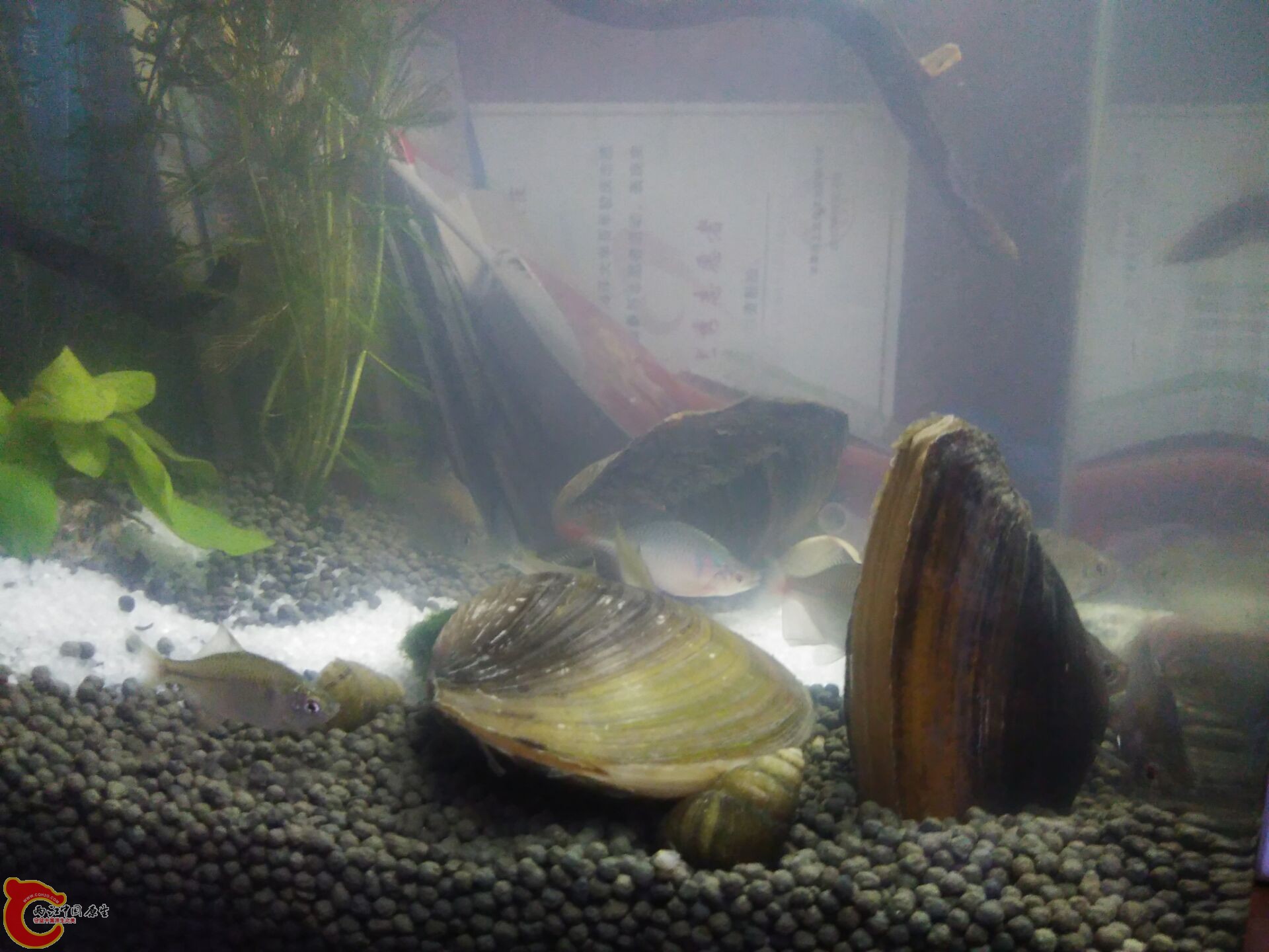 河蚌真实懒哦都没怎么动过