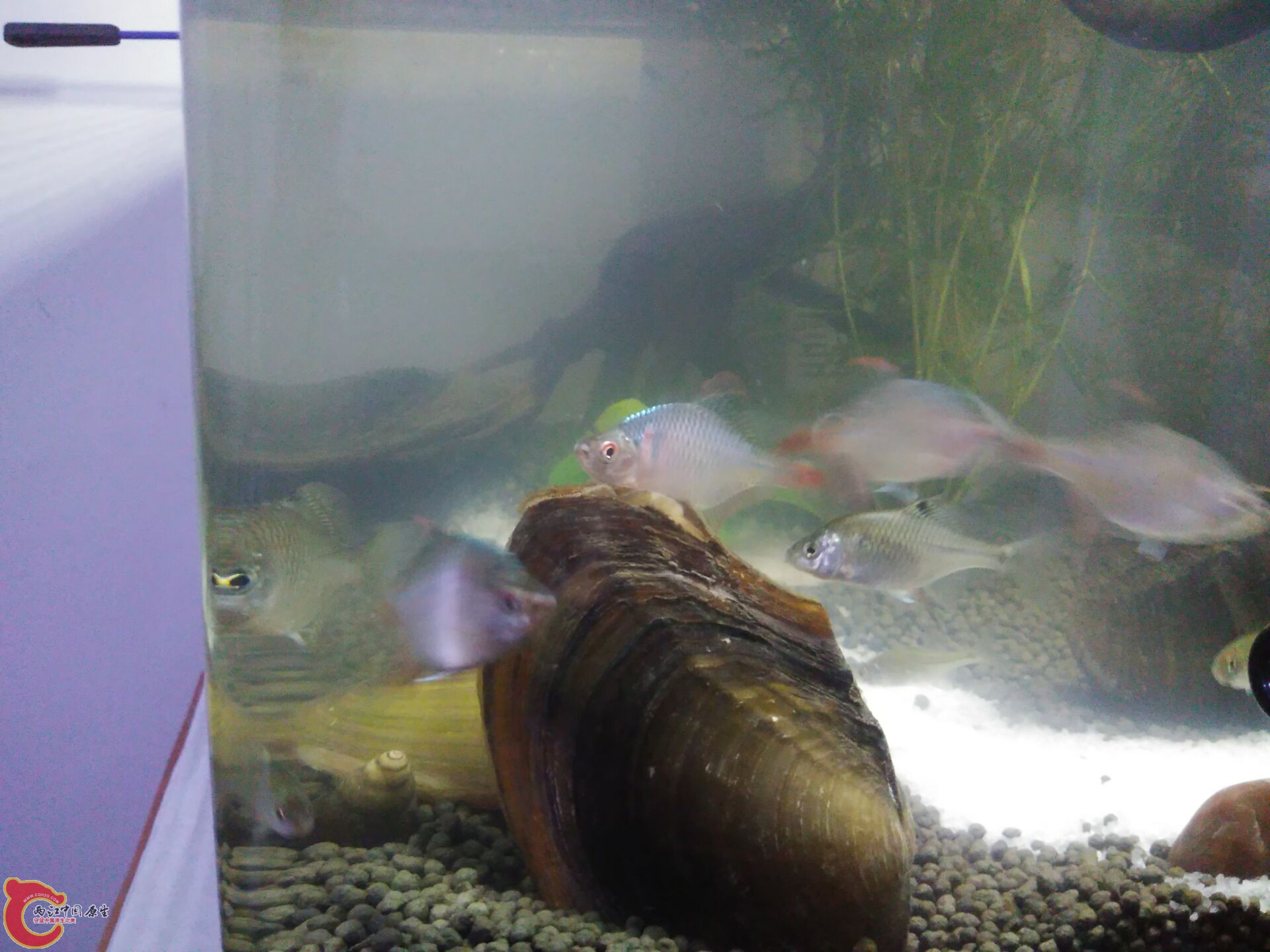 喂了点小球藻似乎挺爱吃