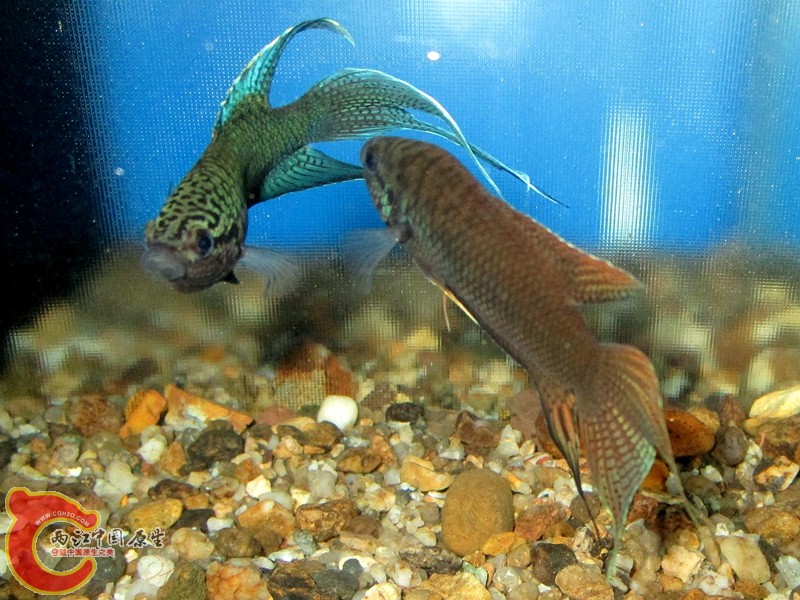 IMG_1493_副本.jpg