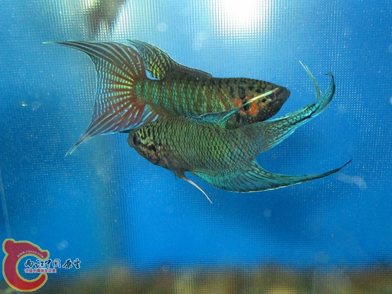 IMG_1442_副本.jpg