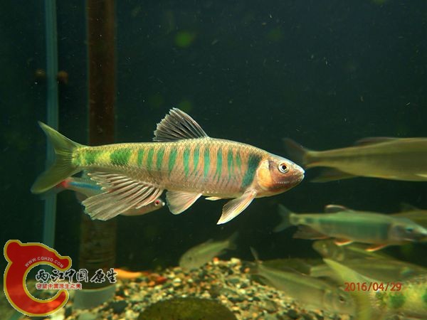 P4290508_副本_副本.jpg