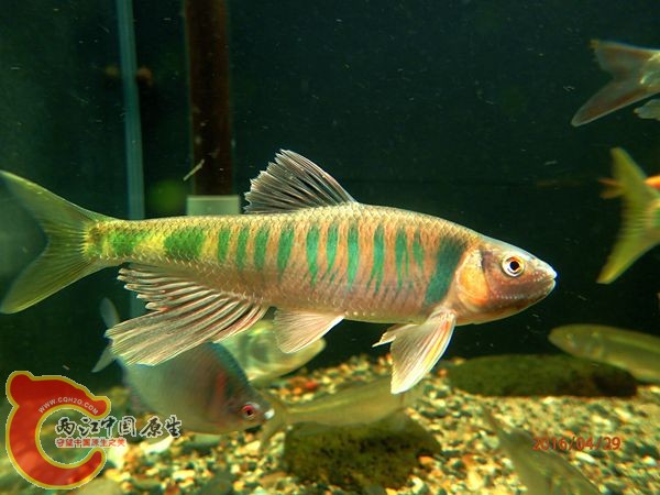 P4290509_副本_副本.jpg