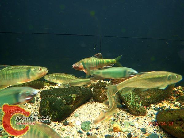 P4290521_副本_副本.jpg