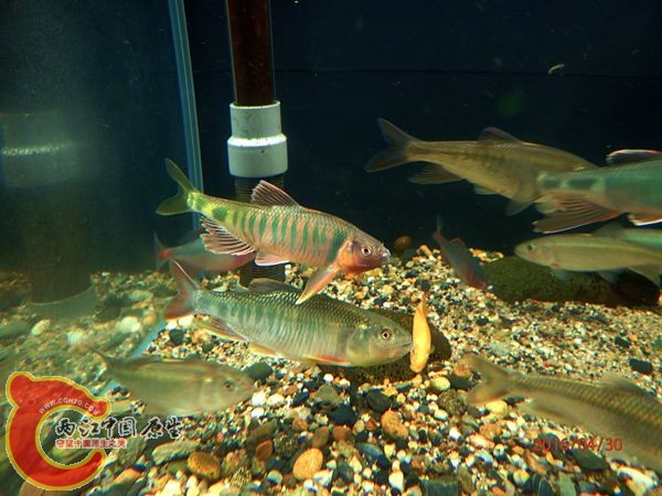 P4300568_副本_副本.jpg