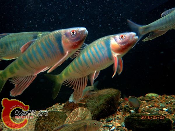 P5020634_副本_副本.jpg