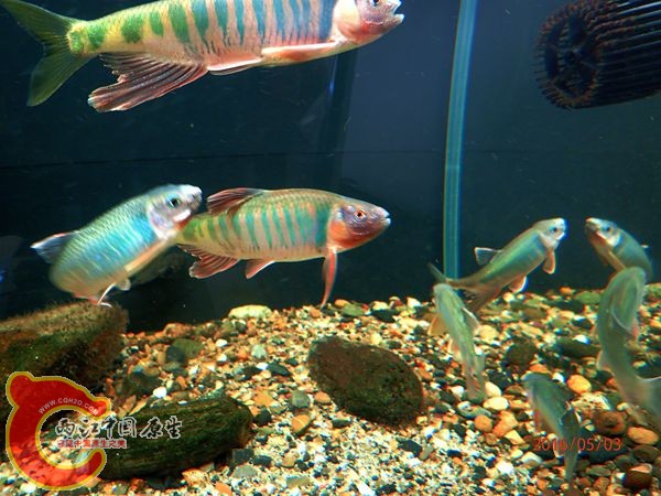 P5030655_副本_副本.jpg
