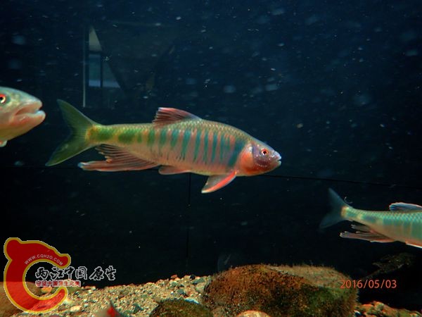 P5030664_副本_副本.jpg