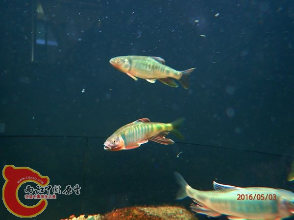 P5030666_副本_副本.jpg