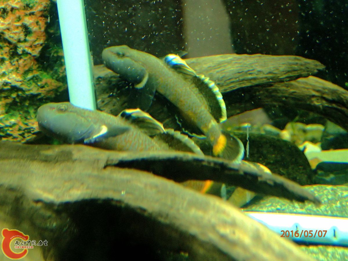 P5070951_副本_副本.jpg