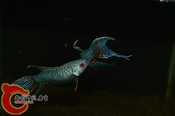 DSC_0027.JPG