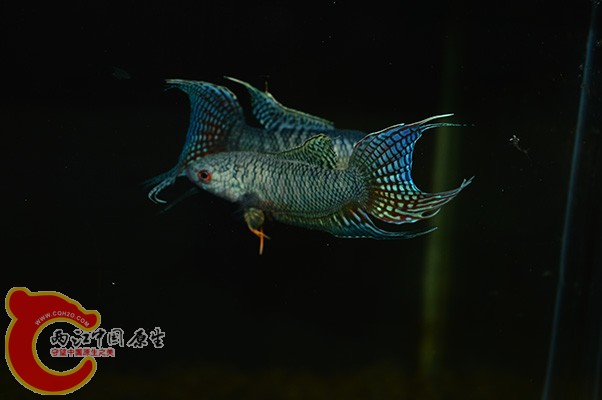DSC_0032.JPG