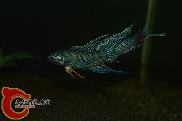 DSC_0035.JPG