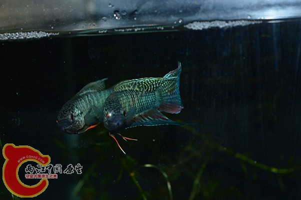 DSC_0041.JPG
