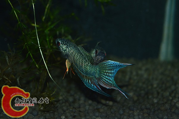 DSC_0048.JPG