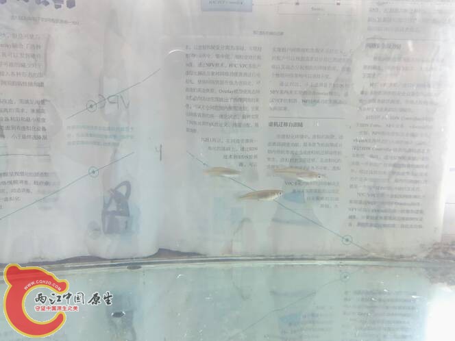 131724zh6p19he0ww6qgev.jpg