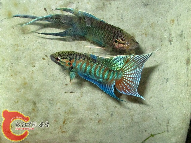 IMG_1648_副本.jpg