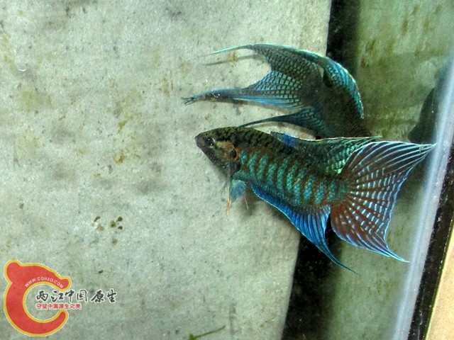 IMG_1645_副本.jpg
