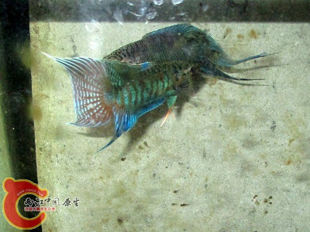IMG_1638_副本.jpg
