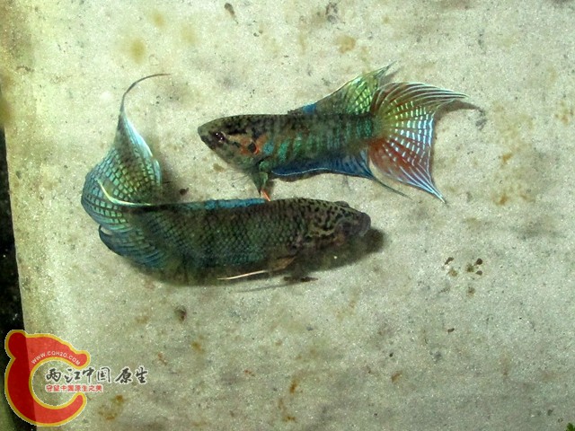 IMG_1637_副本.jpg