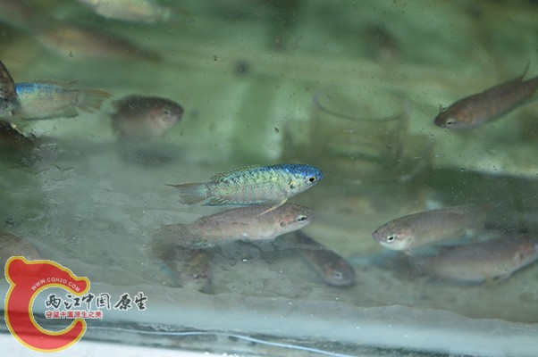 DSC_0091.JPG