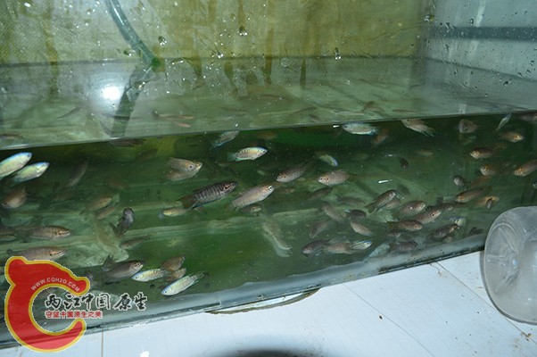 DSC_0094.JPG