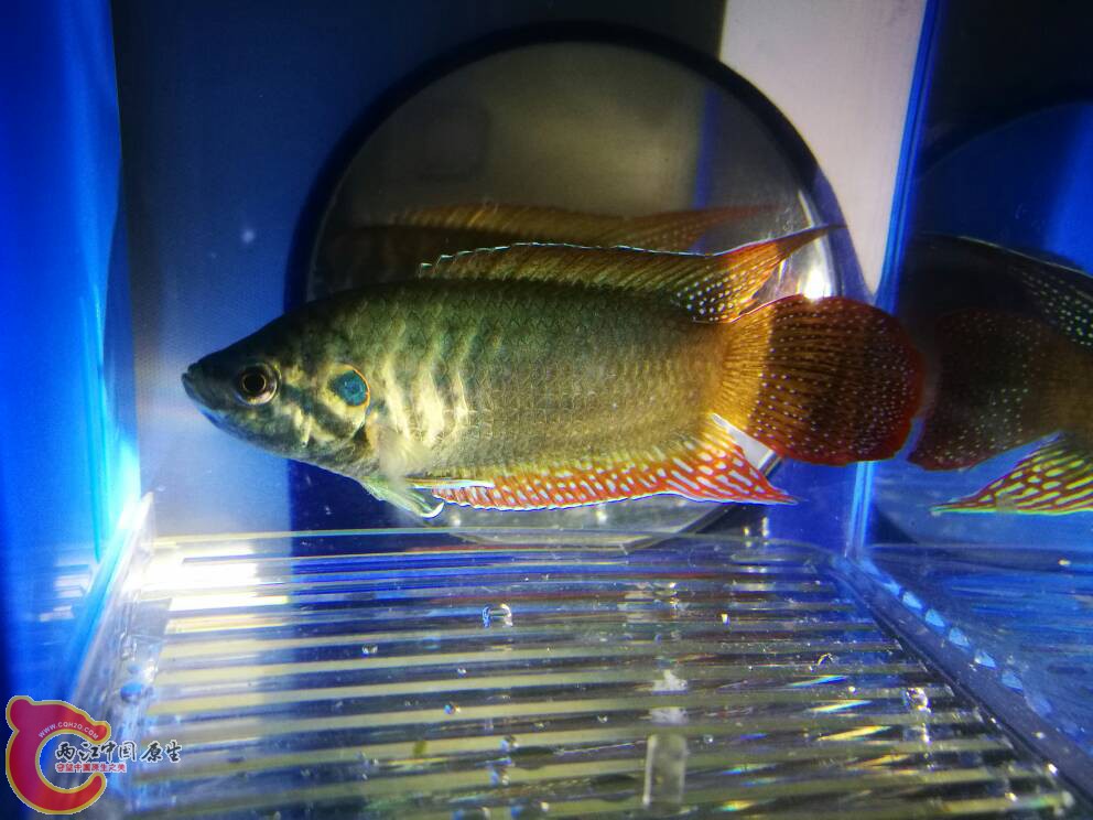 235654oywu0g0gch7muu0w.jpg