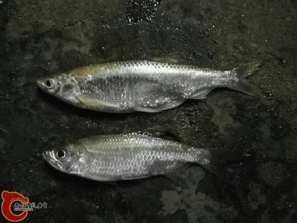 000052tuyttf23rnp3303l.jpg